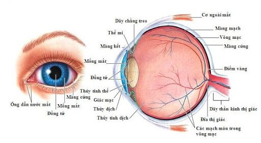 Nguồn: Cấu trúc các phần của mắt (Nguồn: Jennifer Rogers)