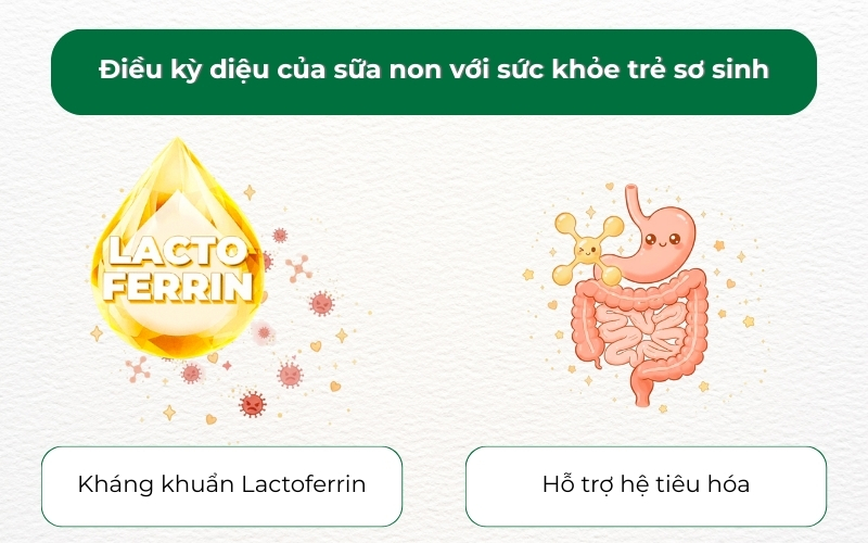 Lactoferrin trong sữa non giúp kháng khuẩn, tăng cường miễn dịch và bảo vệ hệ tiêu hóa non nớt của trẻ sơ sinh ngay từ những ngày đầu đời. (Nguồn: Sưu tầm)