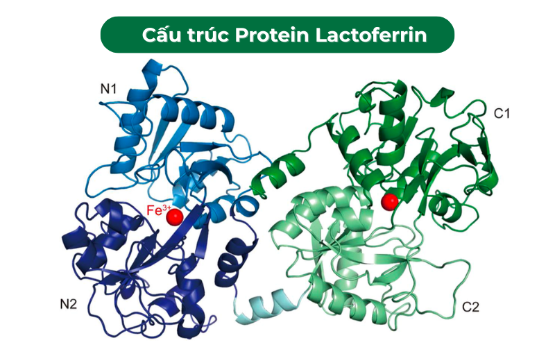 Protein Lactoferrin là gì?