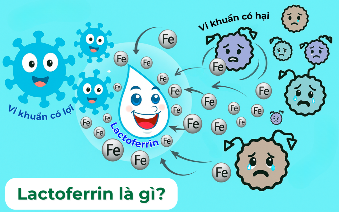Lactoferrin là gì? Tác dụng đối với sức khỏe và hệ miễn dịch của trẻ
