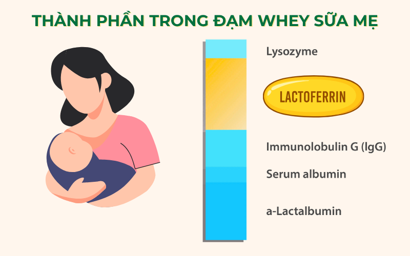 Thành phần Lactoferrin trong sữa mẹ