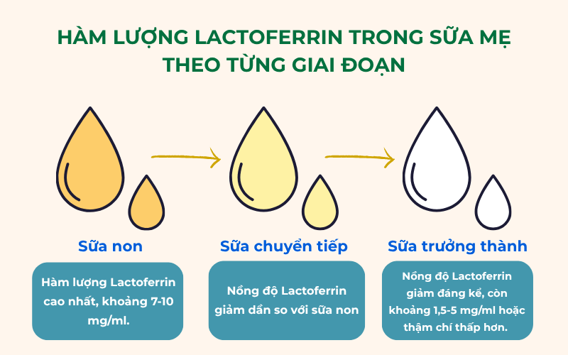 Hàm lượng Lactoferrin trong sữa mẹ theo từng giai đoạn