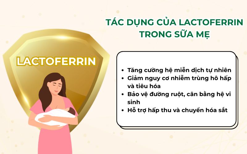 Lactoferrin trong sữa mẹ có tác dụng gì cho trẻ sơ sinh và trẻ nhỏ?