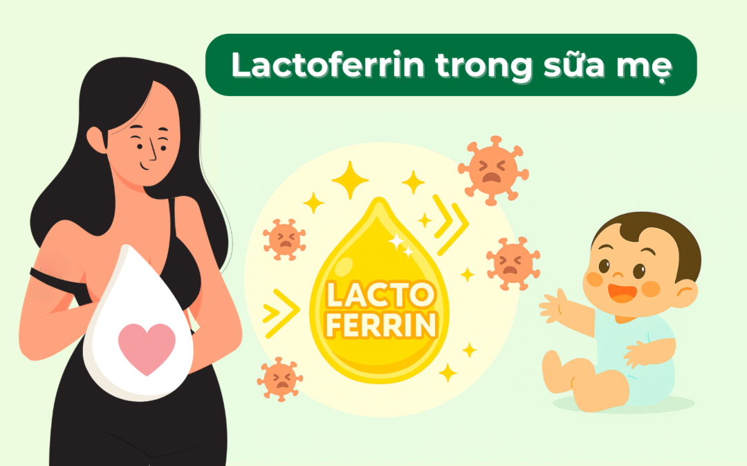 Lactoferrin trong sữa mẹ: Lợi ích & Nguồn bổ sung Lactoferrin thay thế