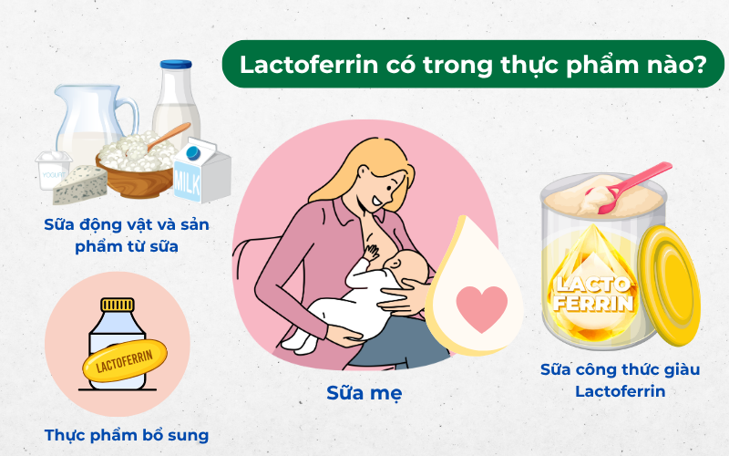 Các loại thực phẩm có thành phần chứa nhiều Lactoferrin