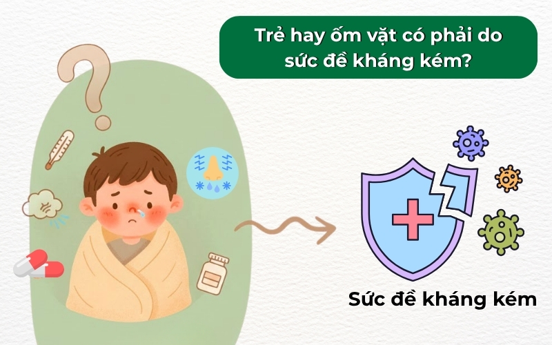 Trẻ hay ốm vặt phần lớn xuất phát từ sức đề kháng còn non yếu và hệ miễn dịch chưa hoàn thiện, đặc biệt là trong những năm đầu đời