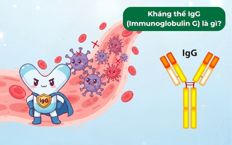 Kháng thể IgG trong sữa là gì?