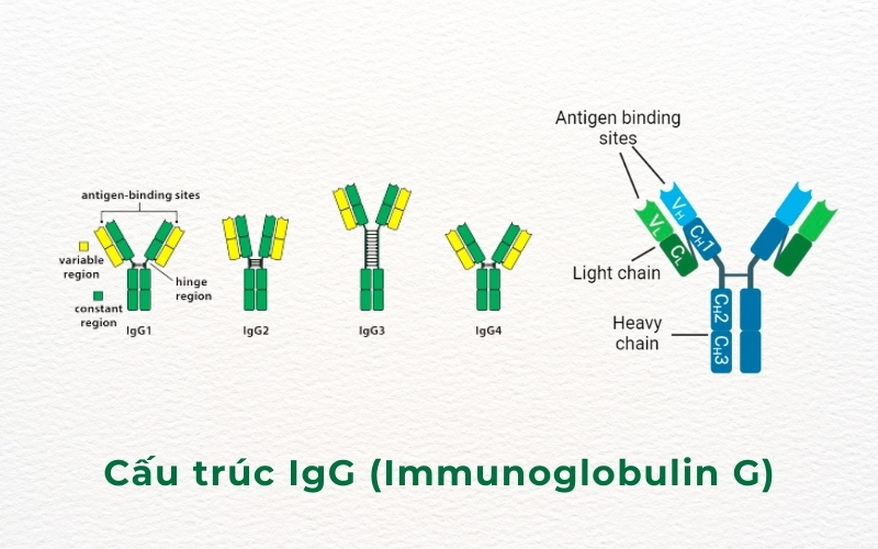 Kháng thể IgG có cấu trúc dạng hình chữ Y, được chia thành 4 phân lớp gồm IgG1, IgG2, IgG3 và IgG4