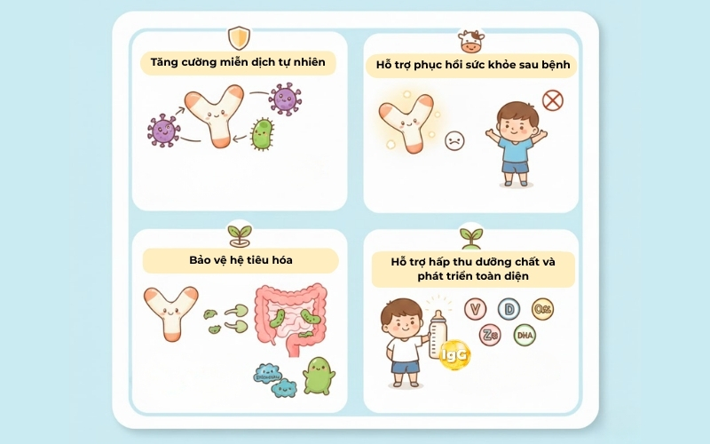 Kháng thể IgG trong sữa non tăng cường miễn dịch, bảo vệ trẻ khỏi nhiễm trùng từ những ngày đầu đời.