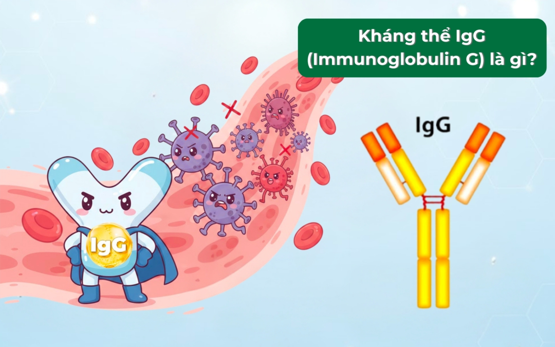 Kháng thể IgG là gì? Vai trò của IgG trong sữa với hệ miễn dịch ở trẻ