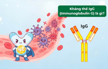 Kháng thể IgG là gì? Vai trò của IgG trong sữa với hệ miễn dịch ở trẻ