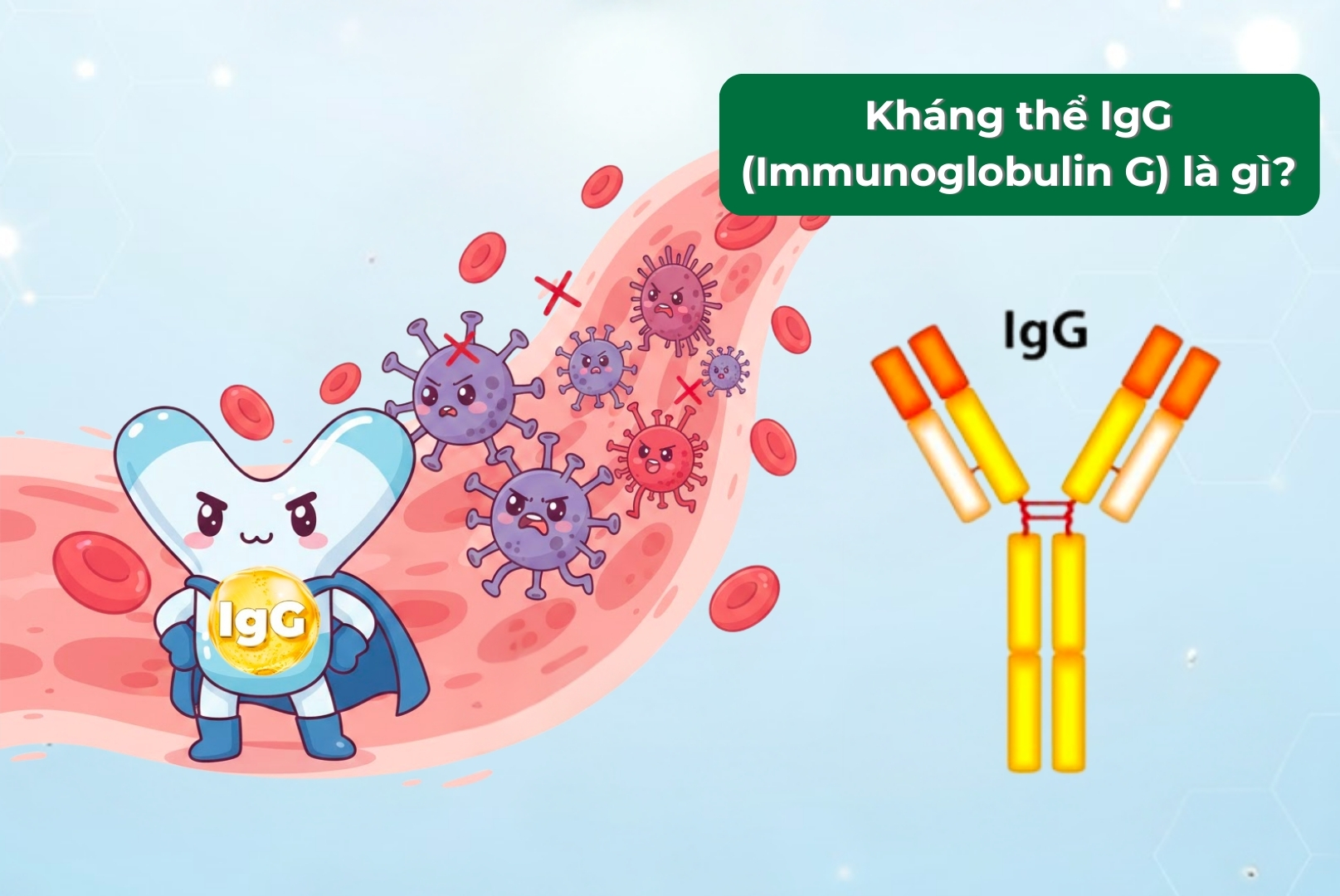 Kháng thể IgG là gì? Vai trò của IgG trong sữa với hệ miễn dịch ở trẻ