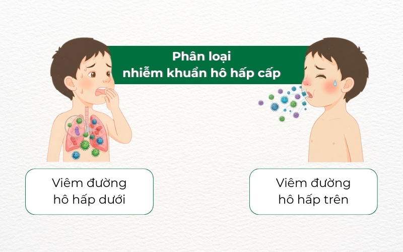 Phân loại nhiễm khuẩn hô hấp cấp gồm viêm hô hấp trên và viêm hô hấp dưới, giúp chẩn đoán và điều trị hiệu quả.