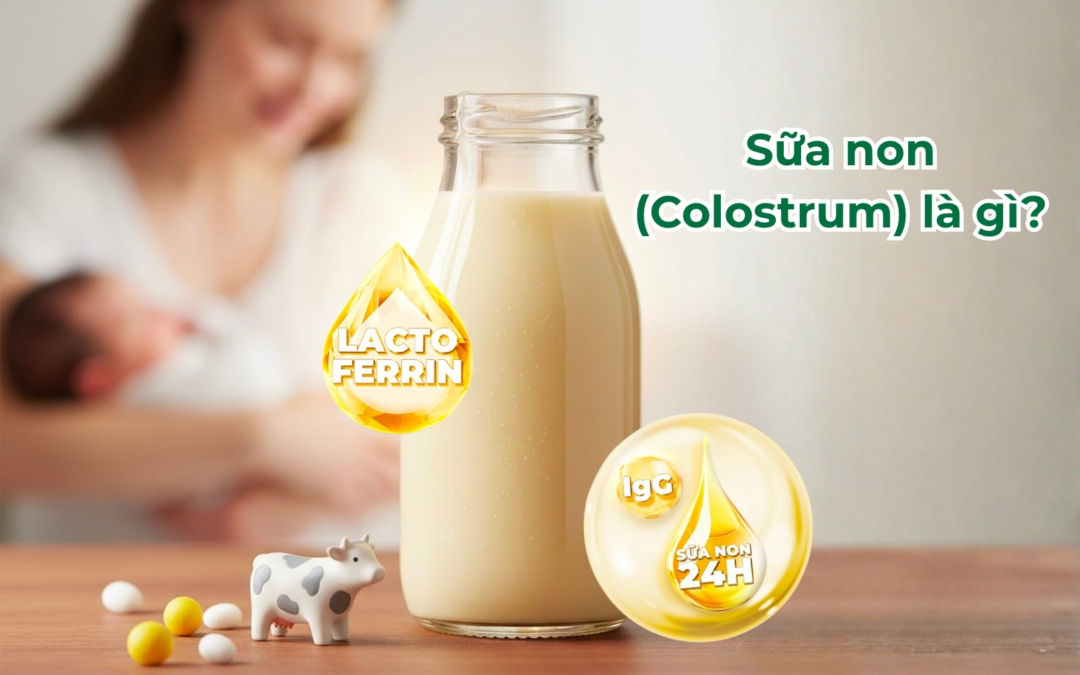 Sữa Colostrum là sữa gì? Sữa non Colostrum có tốt không? Loại nào tốt?